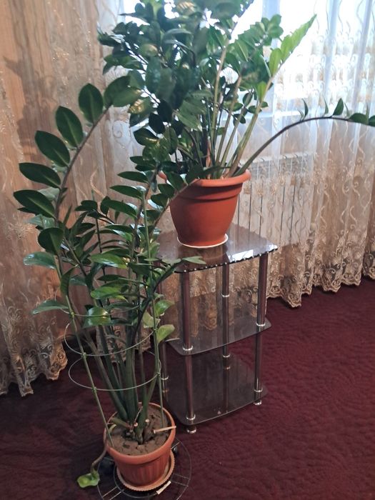 Продам большие комнатные цветы