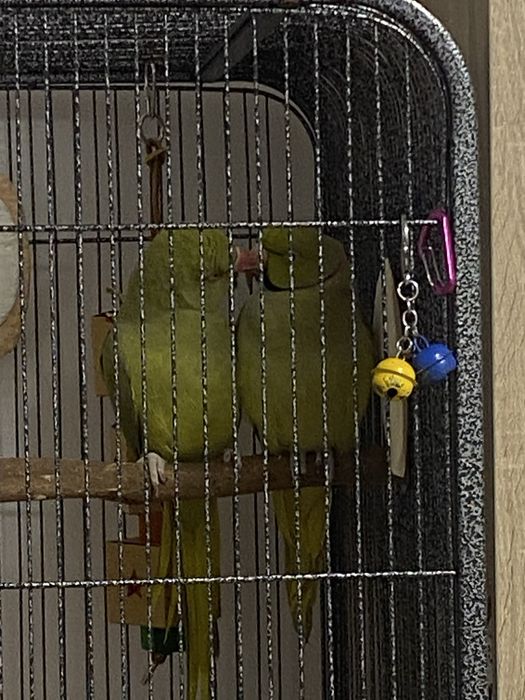 Pereche Micul Alexandru