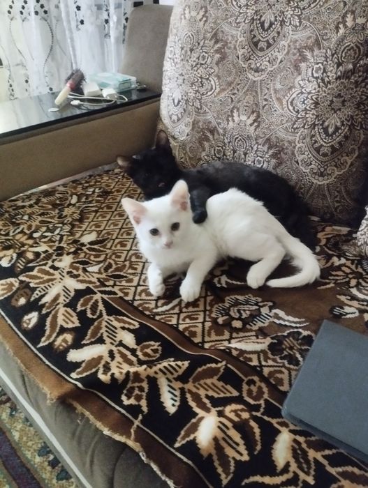 Отдаётся бесплатно