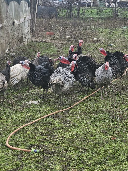 пуики и петли за клане