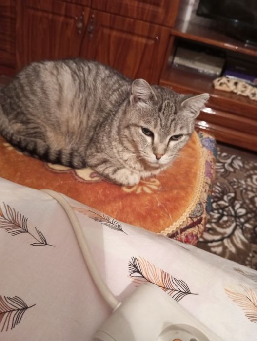 кот кастрированый