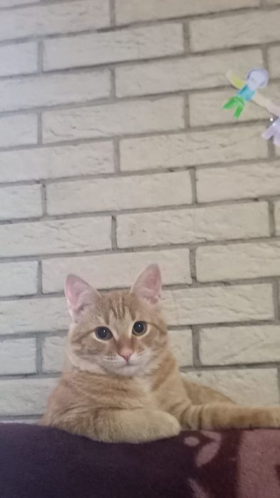 Отдам молодого котика