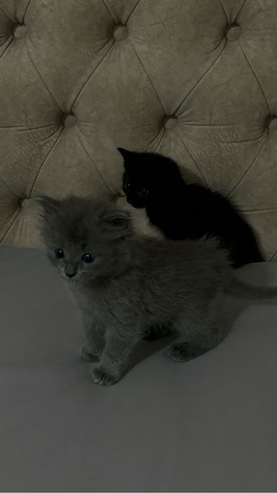 Scottish Fold мысык