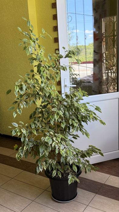 Фикусы 150-160см