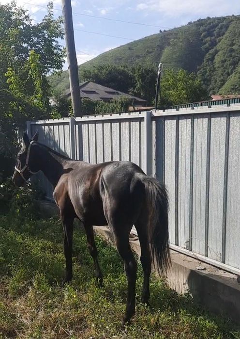 Продам тайчика ручной