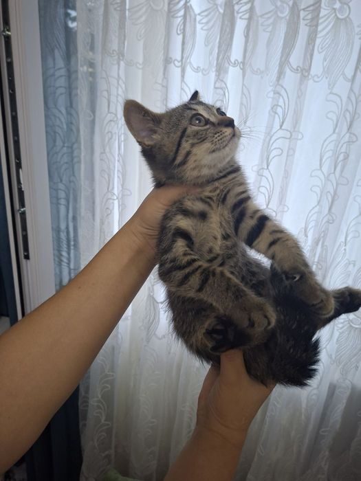 Кошка продаётся скотш страйит зоттор мушук