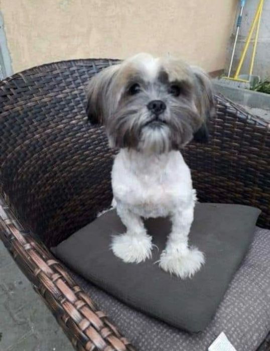 Tund câini și pisici