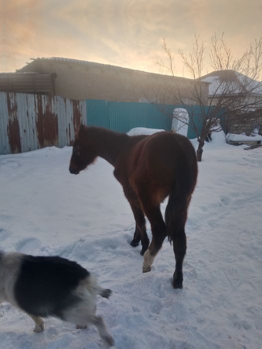Жабагы сатам полукровка