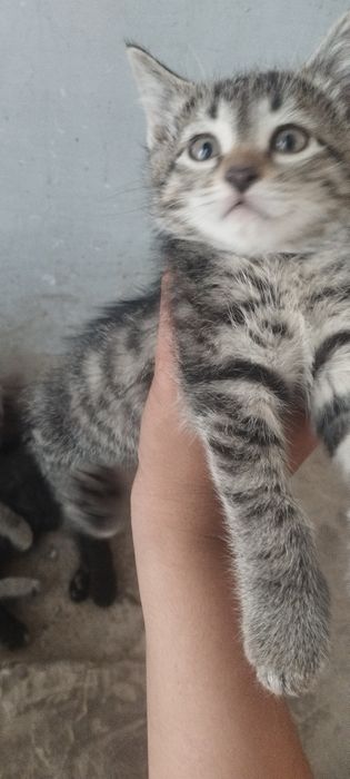 Mushukchalarni  hadiya qilaman