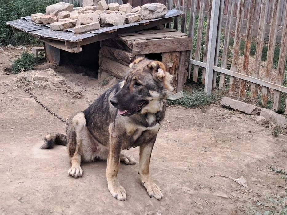 Алабаи кушык 7аилық