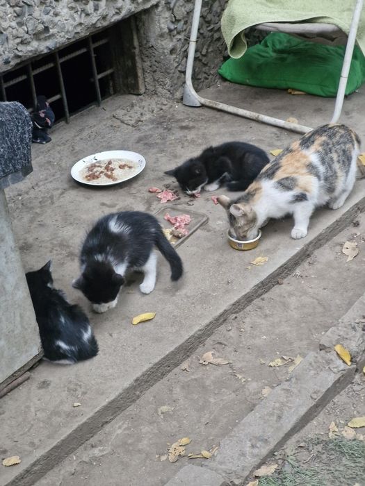 котят бесплатно в добрые руски