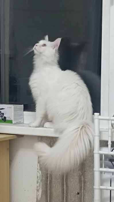 Продам котёнка Мейн Кун