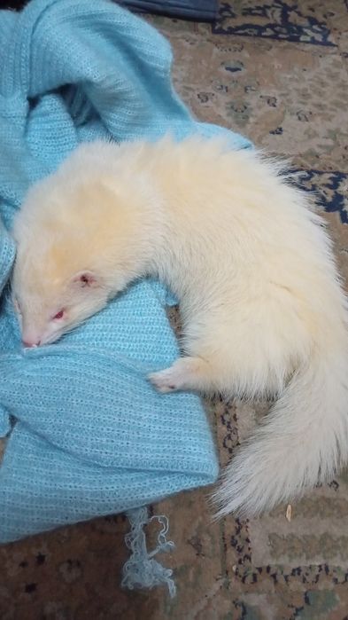 Продам хорьков маленьких