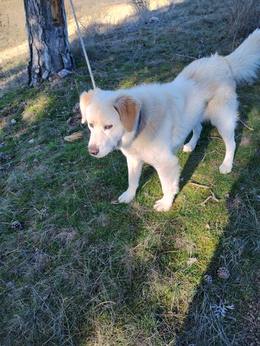 Лабрадор на две гидини