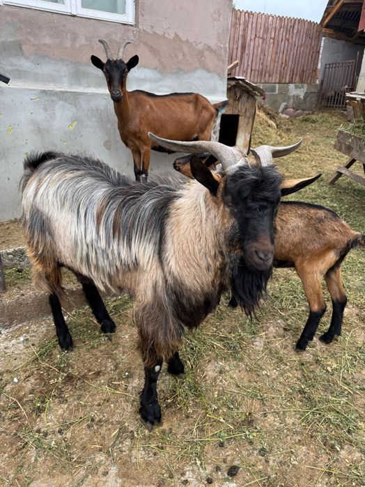 Țap - 1 an jumatate