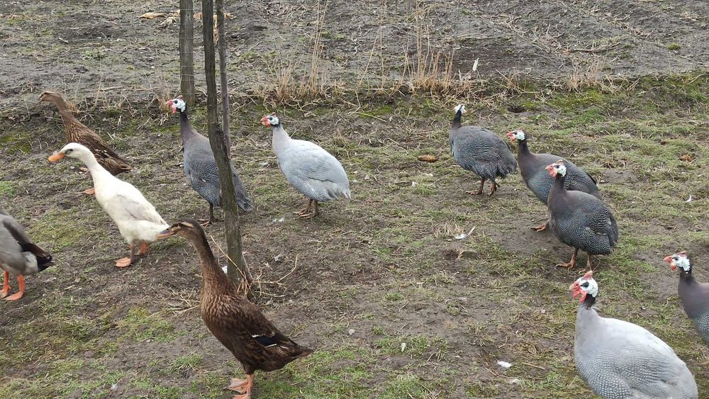 Bibilici si Rate alergatoare indiene foarte eficiente impotriva limacșilor