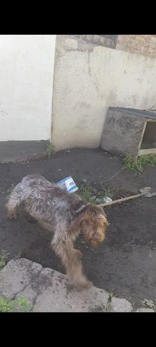Продам Дратхар кабель