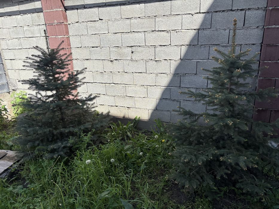 Продам сизы