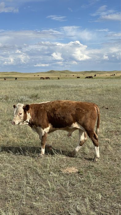 Подсос бұқалар акбас