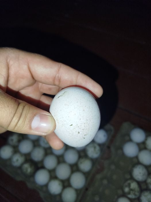 Assalomu aleykum shu induqlarni tuxumi sotiladi aniq narsalar 8 mingda