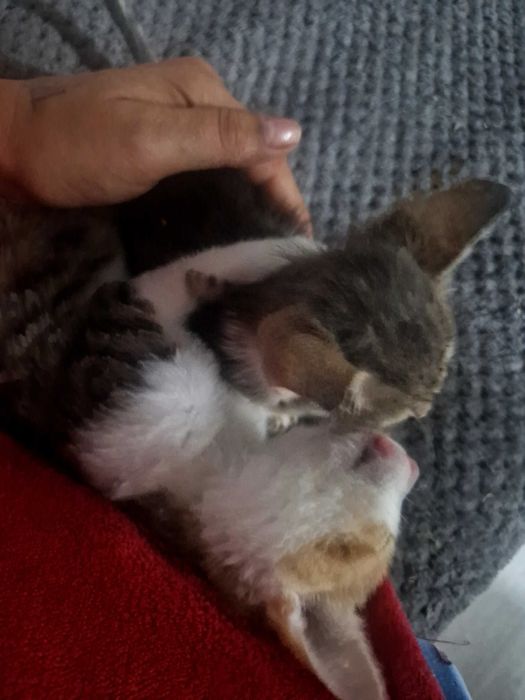 Donez pisici mari mici câini mari mici