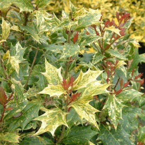 Османтус Триколор-(Osmanthus'Goshiki')