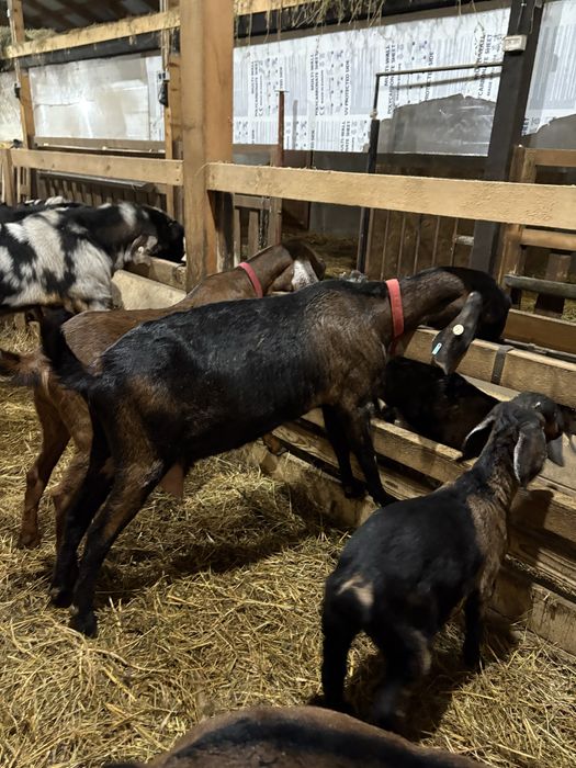 Capre AngloNubiene cu certificat de origine