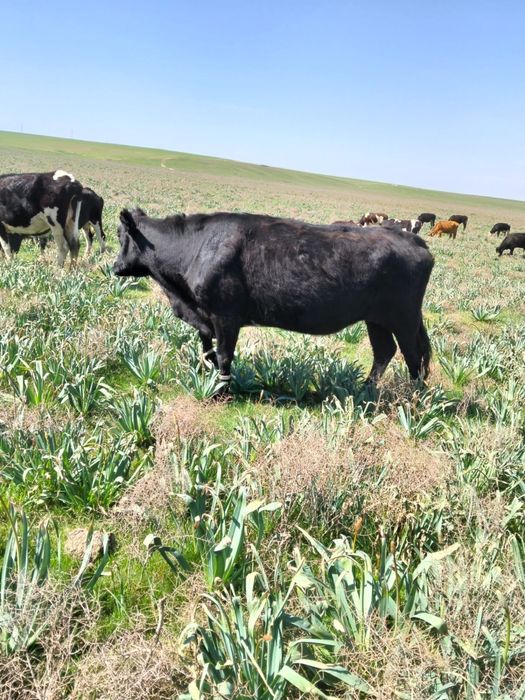 Бұқа лар бар сатылатын