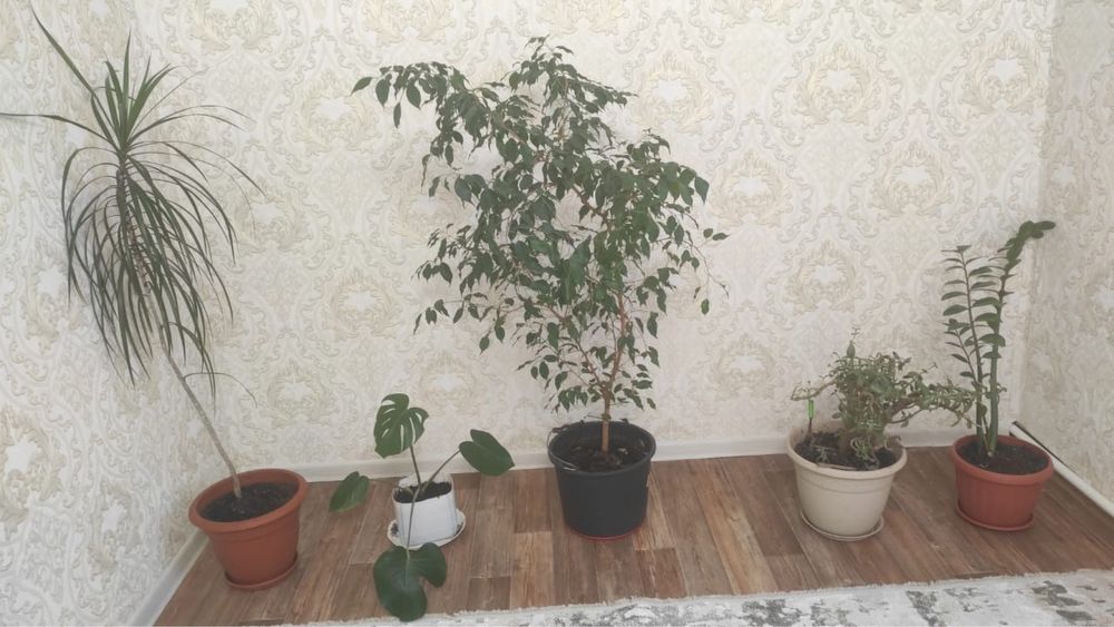 Бөлме гүлдері сатылады