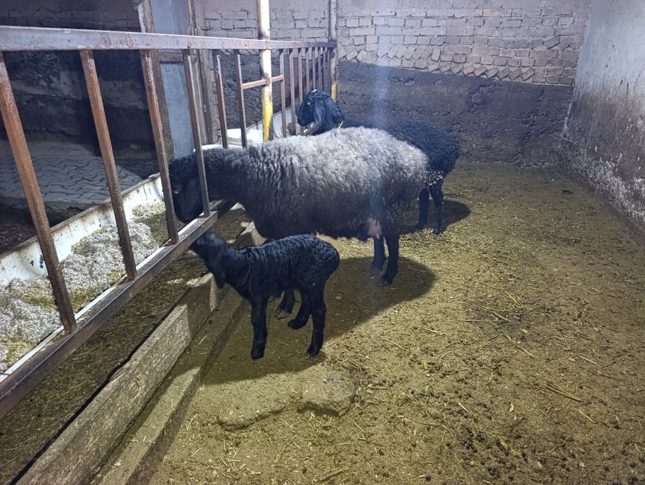 Solu quylar solu quylar