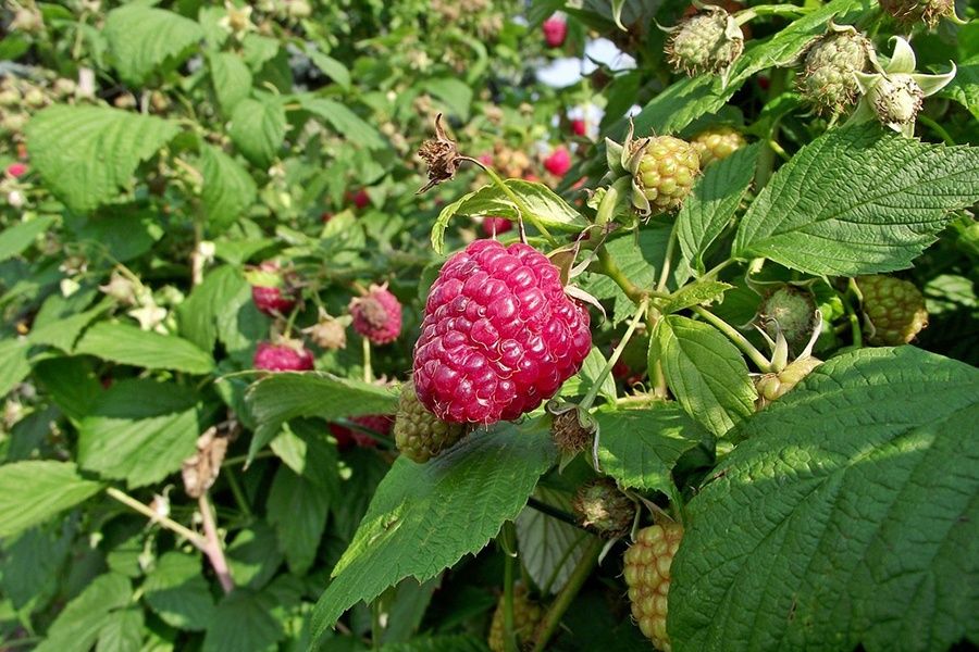 Fotosuratlarda shved porno aktrisalari