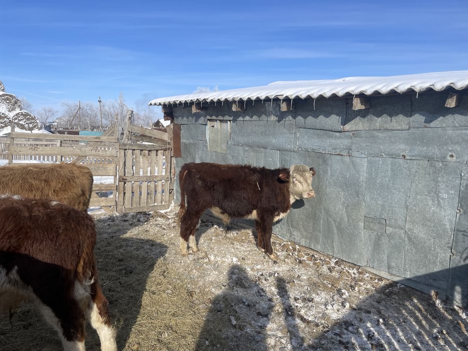 Продаются годовалые бычки.