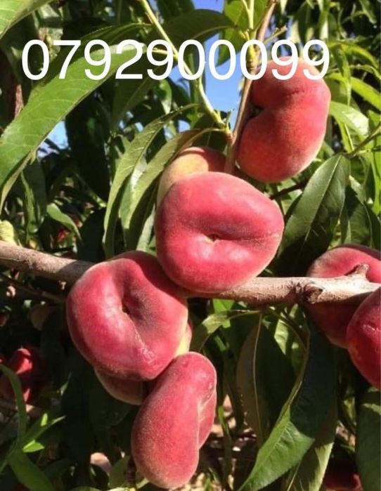 Pomi fructiferi anul 3,calitate excelentă