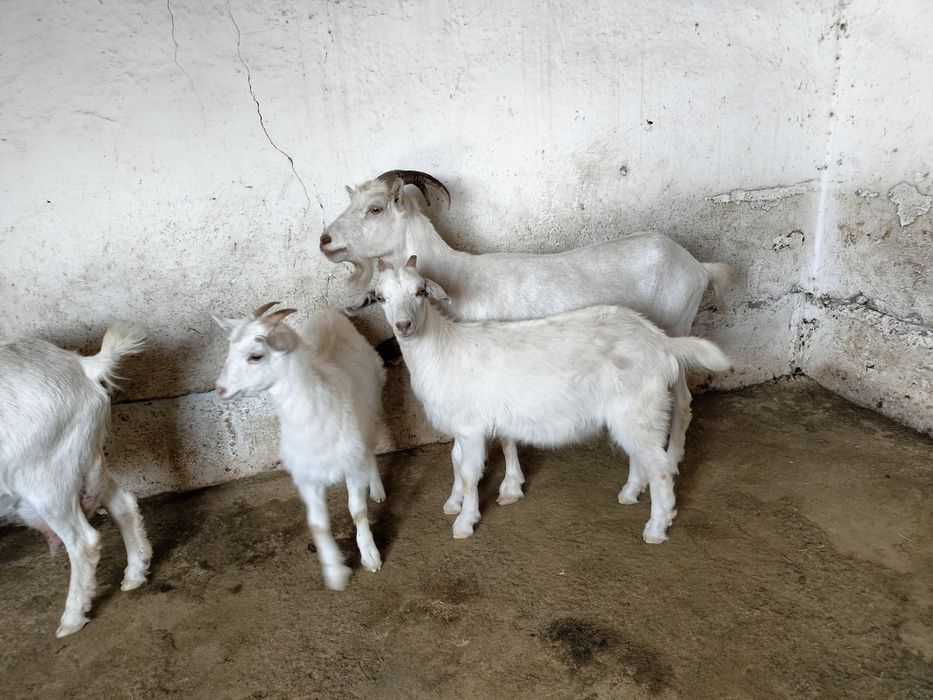 Ешкі гарантиясы мен