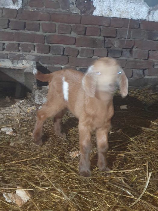 Iezi anglo virsa 2 saptamini