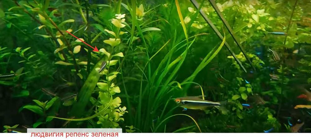 аквариумные растения