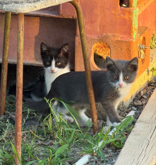 Отдаем котят в добрые руки