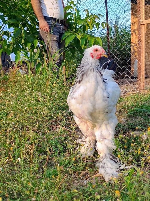 Cocoși Brahma HD. Disponibili