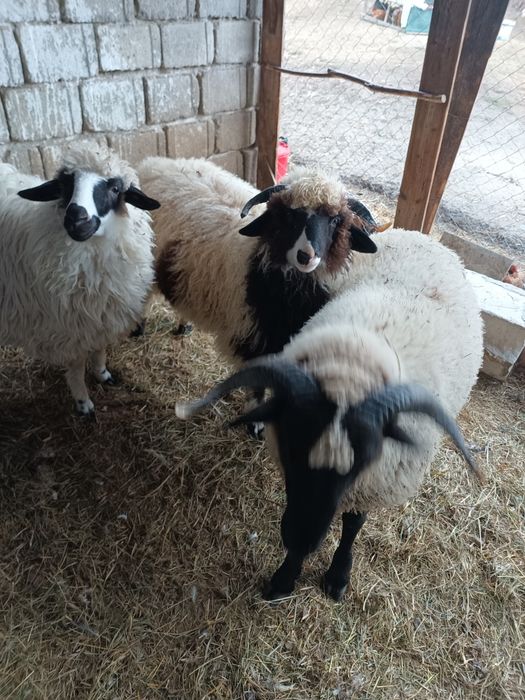 Vând 3miei foarte îngrijiți