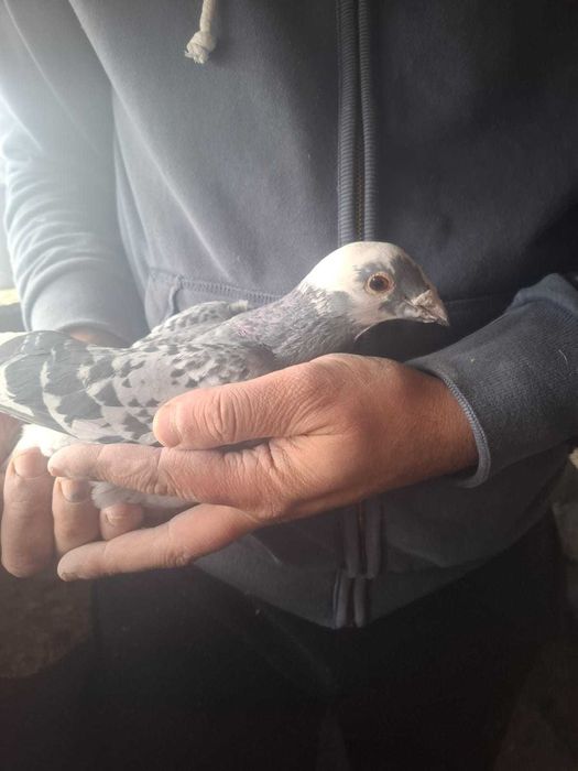 Vând porumbei voiajori