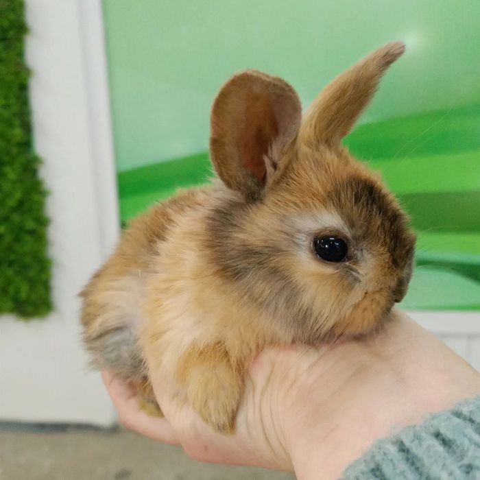 Карликовые кролики