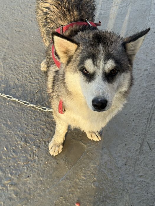 Sotiladi Husky aralash kuchuk