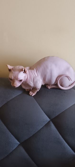 Продаётся клубная канадский сфинкс, бамбино