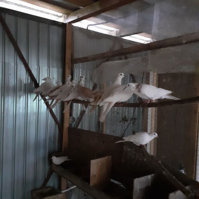 Vând turturele răzătoare.