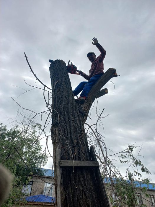 Спил дерева тал кесу 24/7.