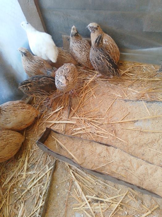 De vânzare prepelițe