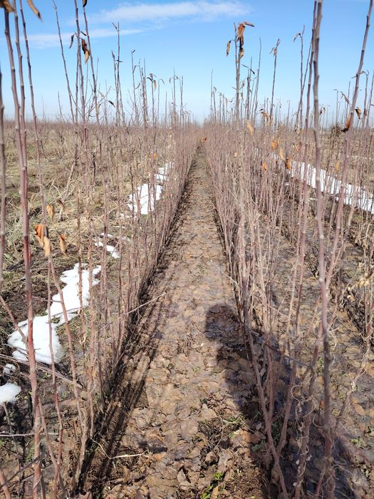 Саженцы от питомника