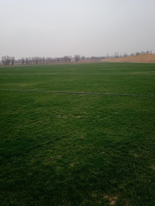 Gazon rulon landshaft xizmati