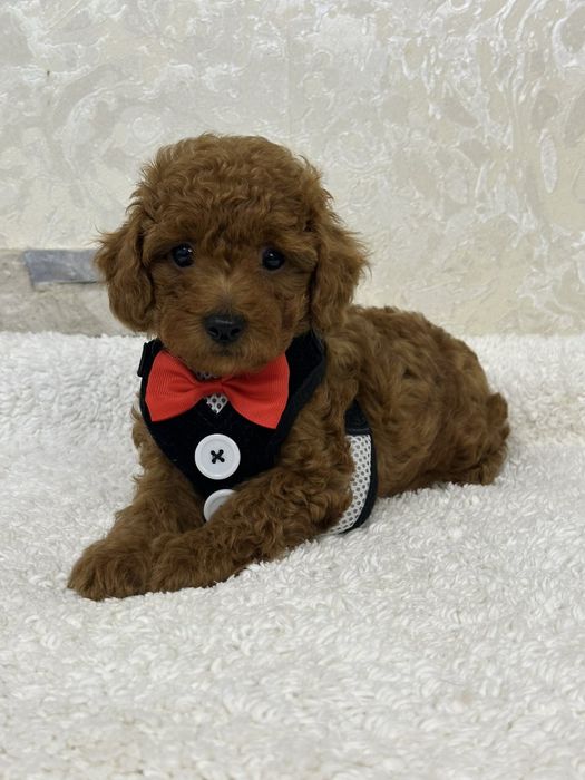 Poodle mini toy pedigree