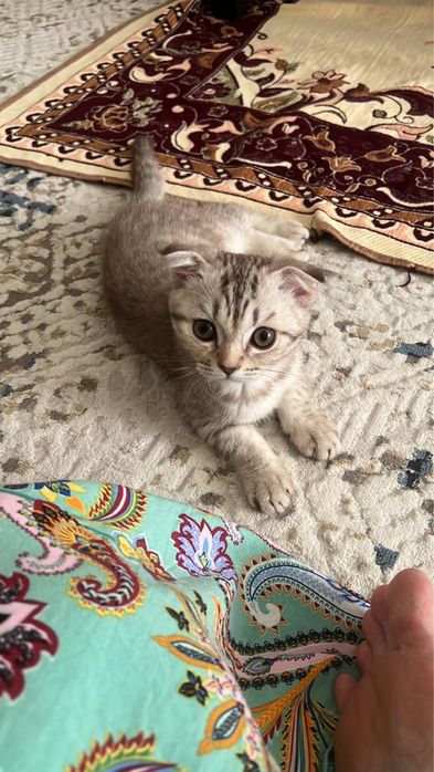 Шотландская вислоухая котята